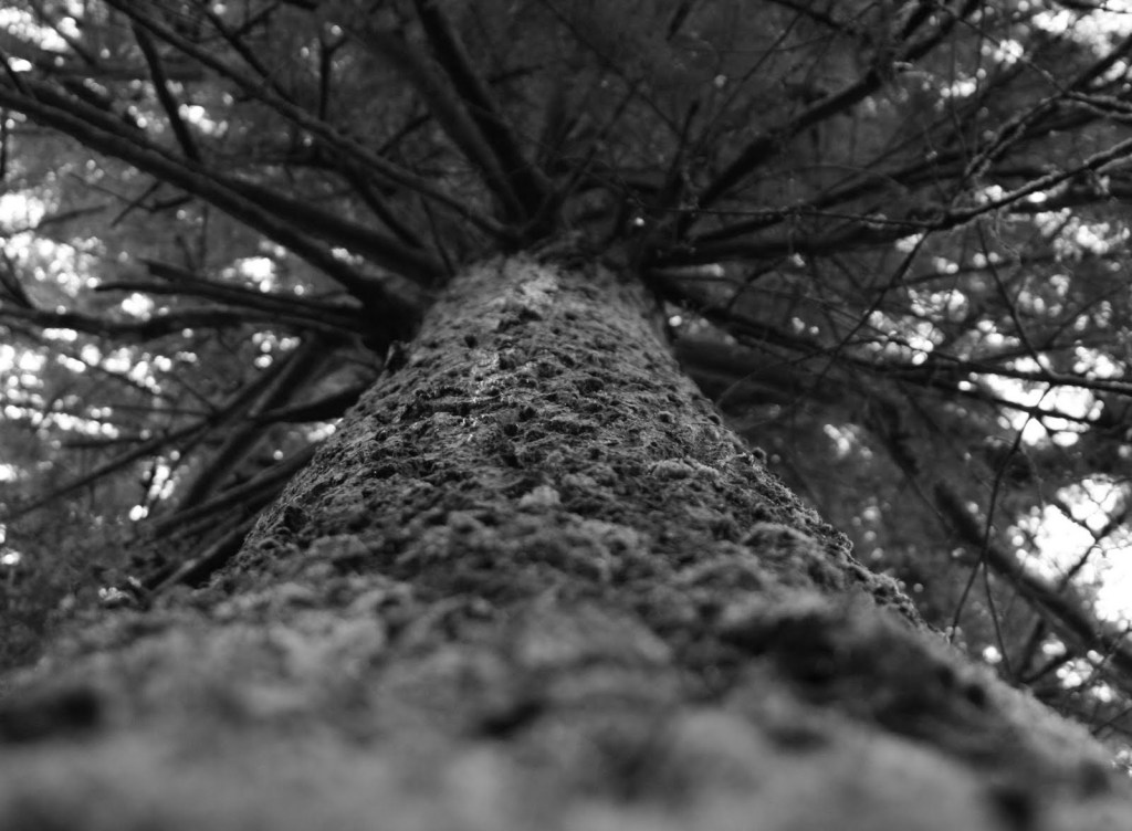 treeup