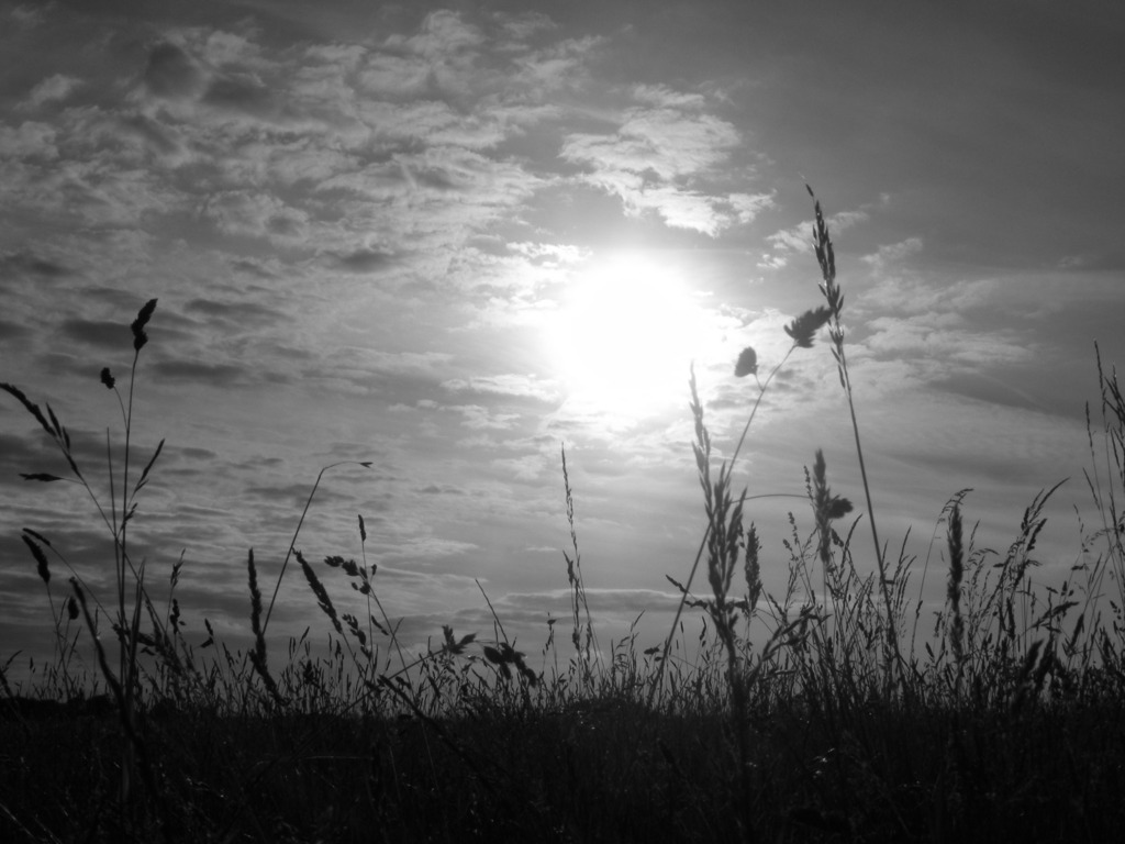 field