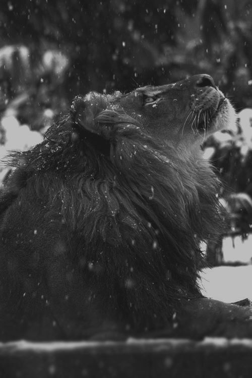 lionstars
