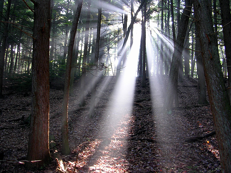 thewoods