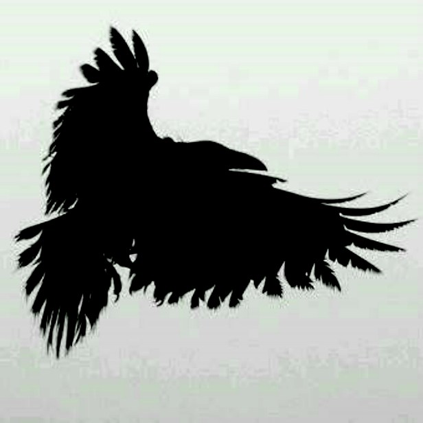 raven2.jpg
